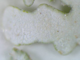 Cladonia apodocarpa image