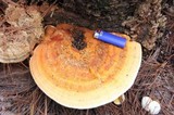 Ganoderma meredithiae image