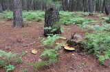 Ganoderma meredithiae image