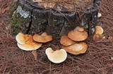 Ganoderma meredithiae image