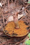 Rubroboletus dupainii image