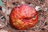 Rubroboletus dupainii image