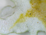 Cladonia apodocarpa image