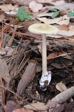 Amanita sect. Vaginatae image