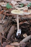 Amanita sect. Vaginatae image