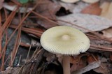 Amanita sect. Vaginatae image