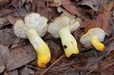 Russula flavida image