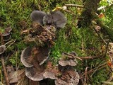 Phellodon niger image