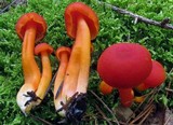 Hygrocybe miniata image