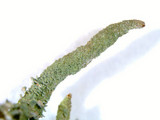 Cladonia ochrochlora image