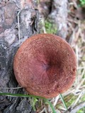 Lactarius rufus image
