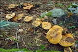 Cortinarius glaucopus image