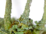 Cladonia ochrochlora image