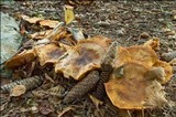 Cortinarius glaucopus image