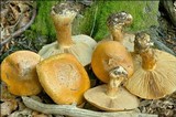 Cortinarius glaucopus image
