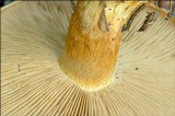 Cortinarius glaucopus image