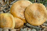 Cortinarius glaucopus image
