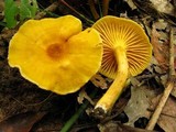 Cantharellus appalachiensis image