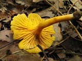 Cantharellus appalachiensis image