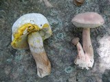 Tylopilus indecisus image
