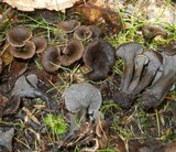 Cantharellus cinereus image