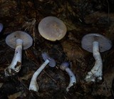Cortinarius iodes image
