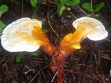 Ganoderma curtisii image