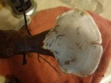 Ganoderma curtisii image