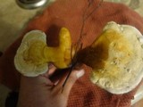 Ganoderma curtisii image