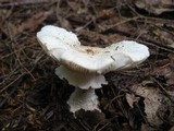 Amanita abrupta image