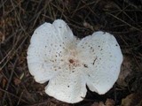 Amanita abrupta image