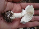Amanita abrupta image