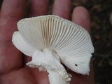 Amanita abrupta image