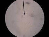 Amanita abrupta image