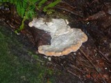 Fomitopsis spraguei image
