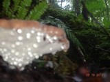 Fomitopsis spraguei image