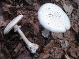 Amanita subcokeri image