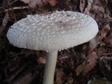 Amanita subcokeri image