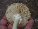 Amanita subcokeri image