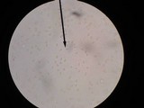 Amanita subcokeri image