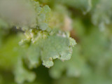 Cladonia ochrochlora image