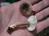 Lactarius mucidus image