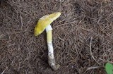 Amanita flavorubens image