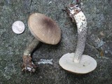 Leccinum snellii image