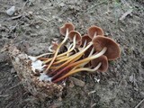 Marasmius lachnophyllus image