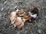 Marasmius lachnophyllus image