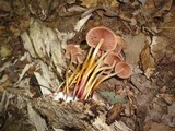 Marasmius lachnophyllus image