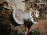 Cortinarius alboviolaceus image