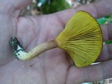 Phylloporus leucomycelinus image