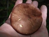 Phylloporus leucomycelinus image